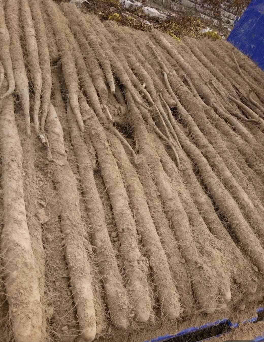 白玉山药产地大量现货，各种规格，可长期供应。
