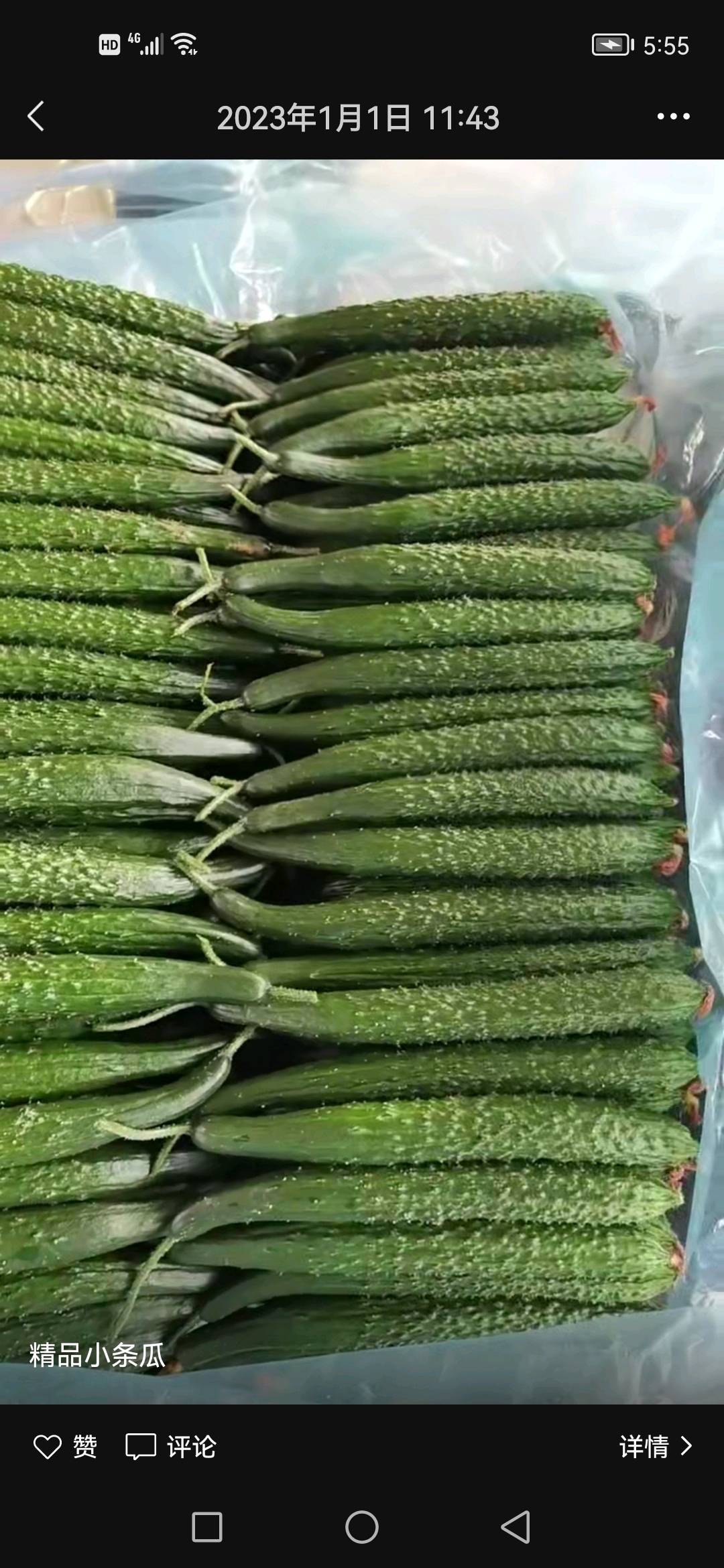 沂南精品青瓜上市   电话20242024300