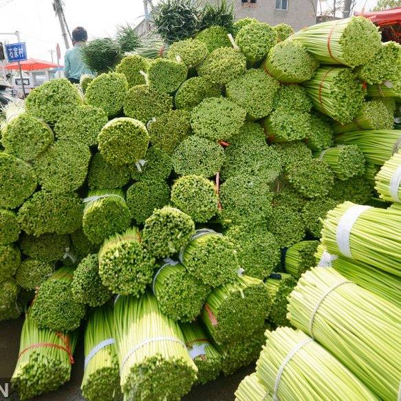 河南中牟产地 红帽蒜苔大量供应全国 诚信经营从事多年代办