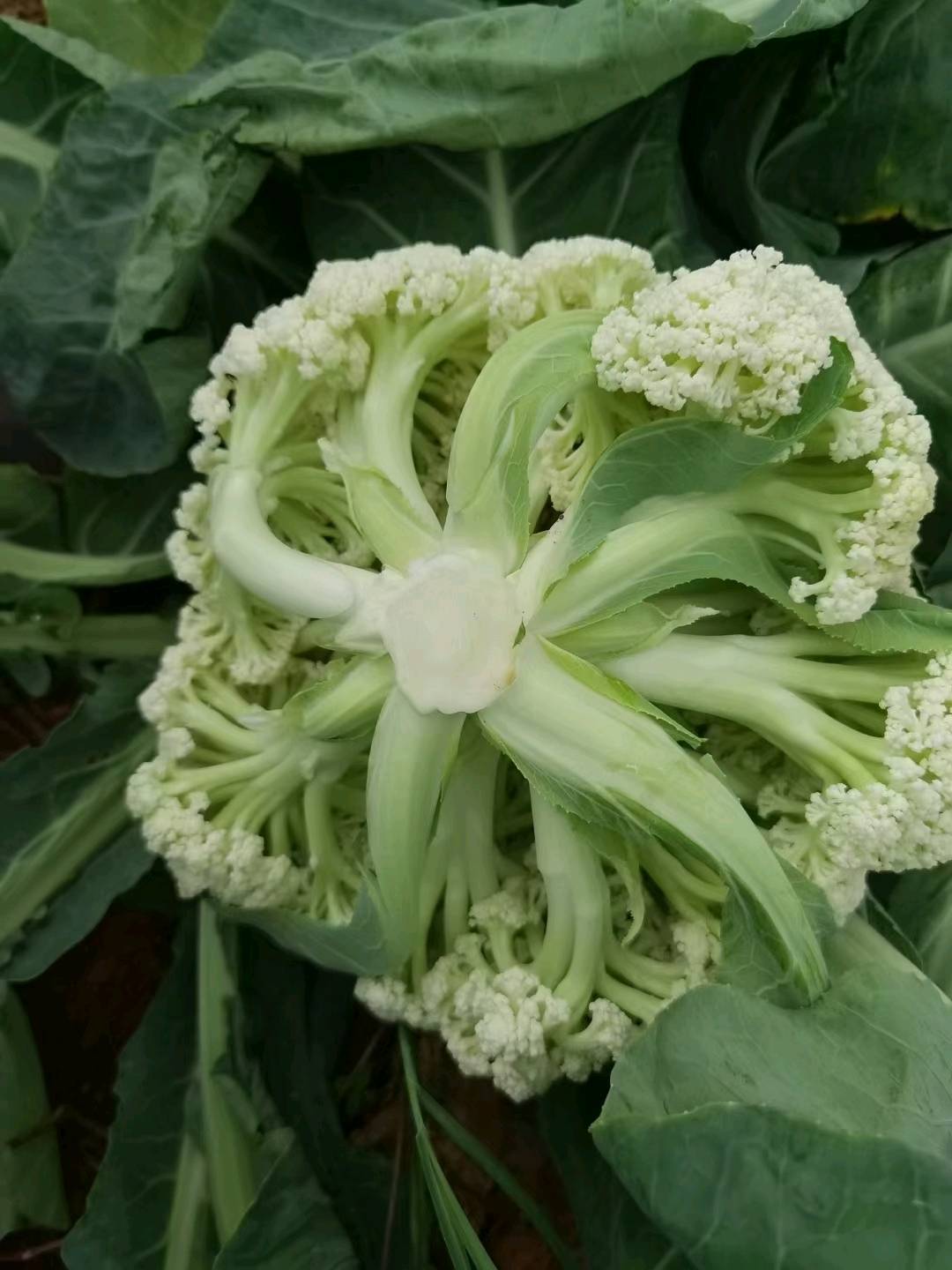 湖北首衡凯鑫蔬菜公司，专业销售代卖西兰花，欢迎全国各地客