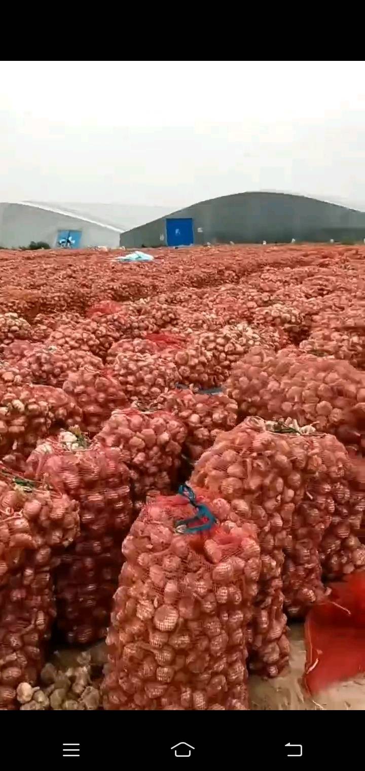 山东大蒜以大量上市，有需要的老板可联系202420247