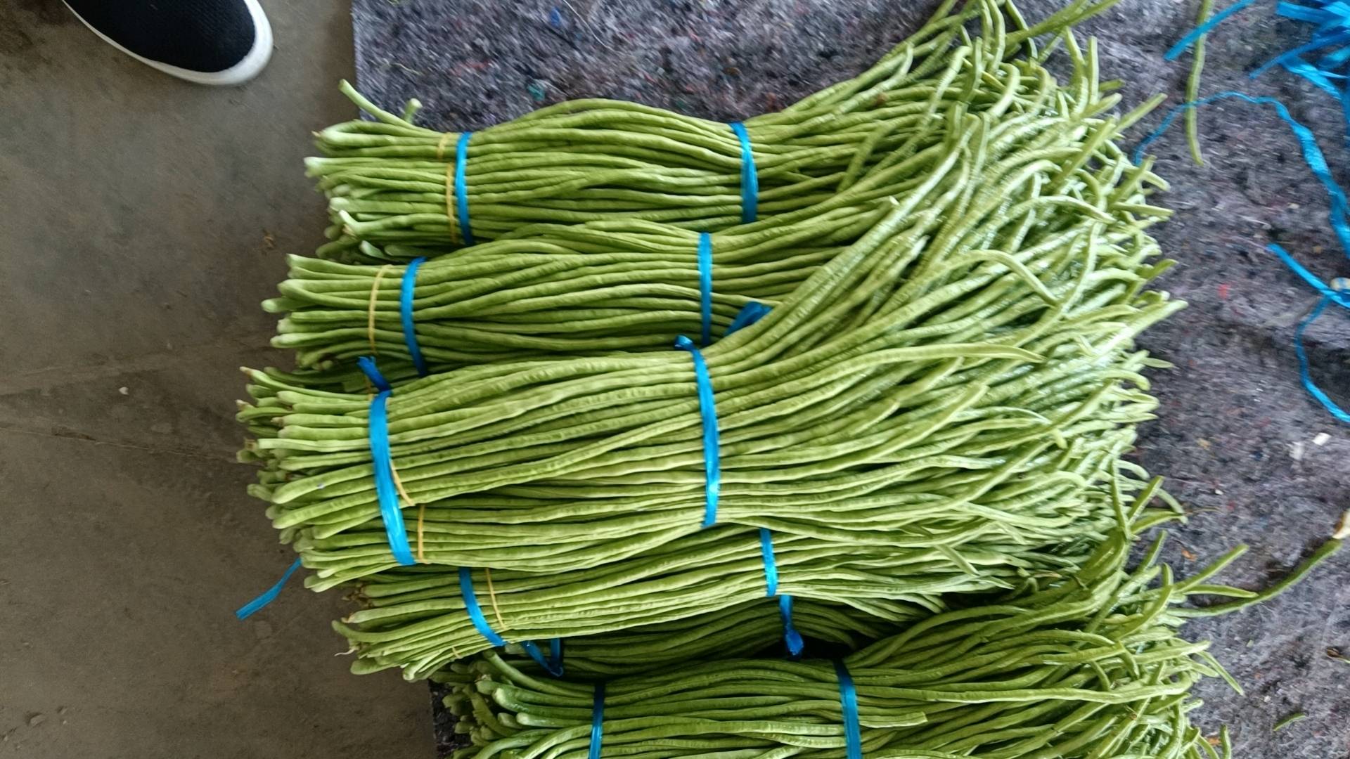 开封精品长豆角，保证质量，欢迎到厂光临，或电话联系182
