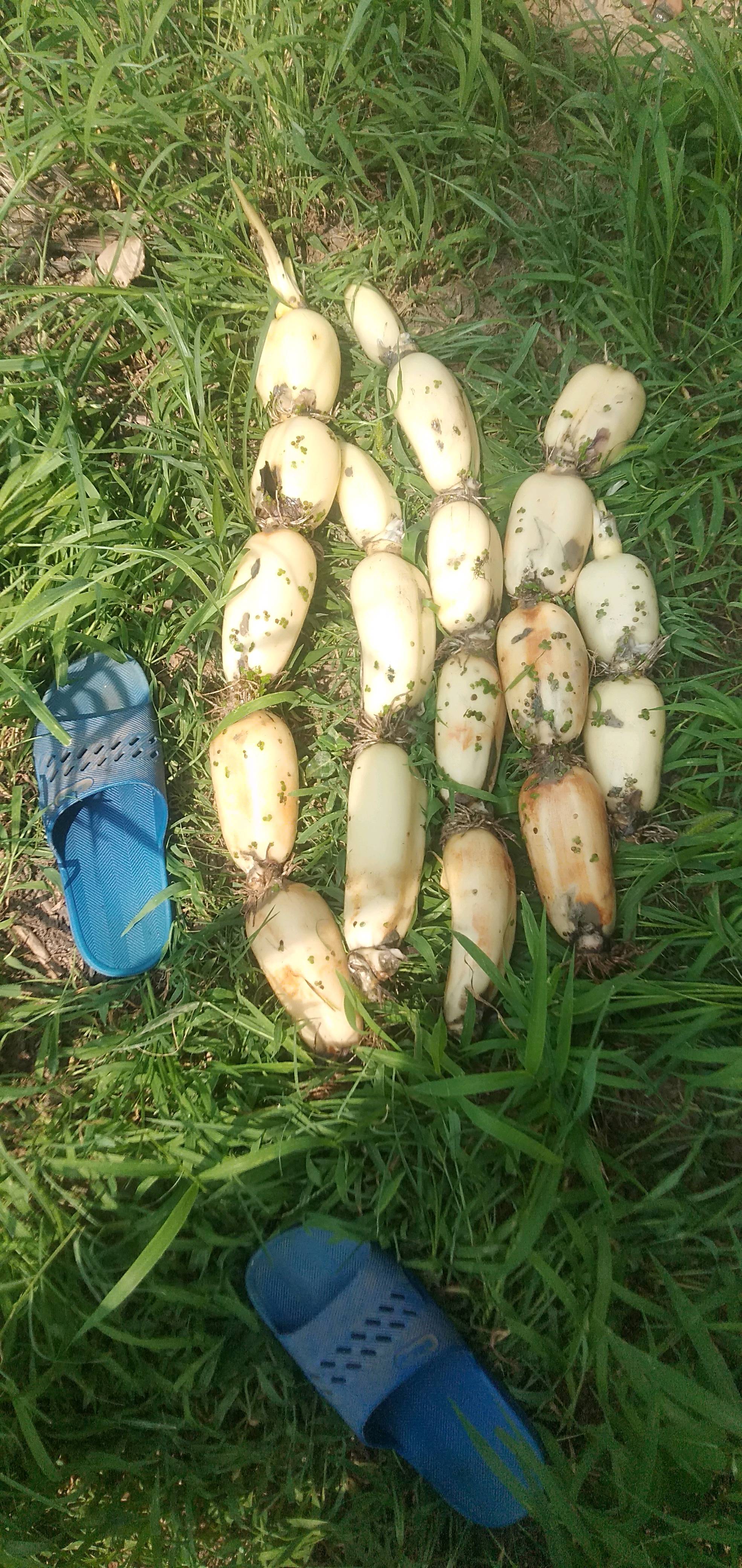 莲藕产地，品质保证，有需者联系20242024126