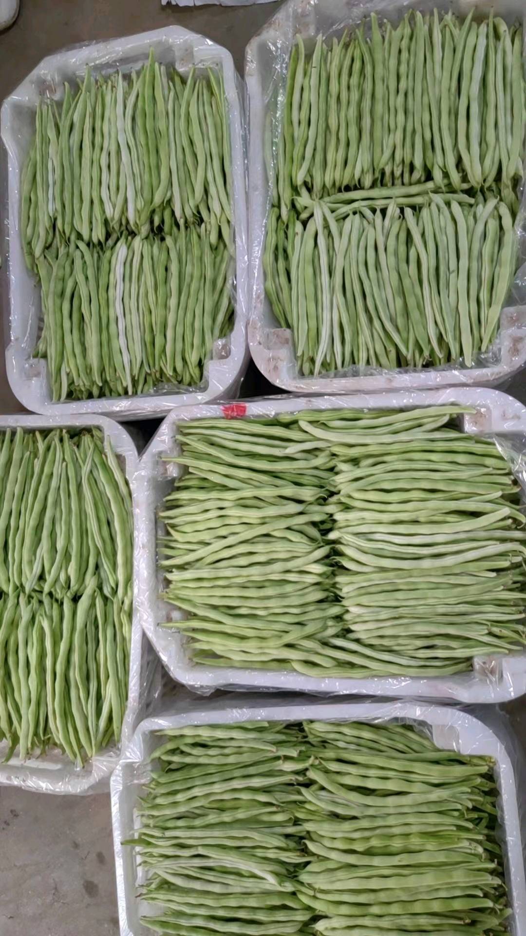 刚下来的精品白豆角，有需要的联系