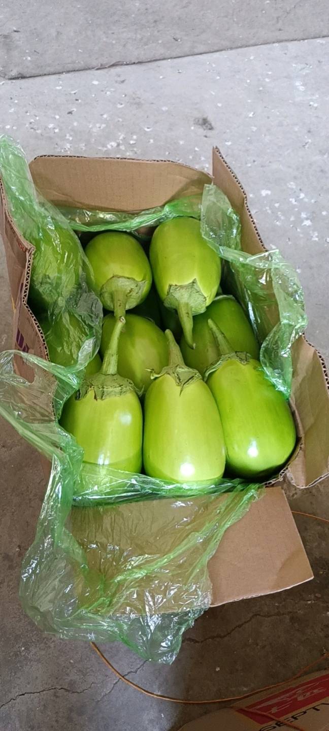 暖棚青茄新开园质量一流，服物一流，交通方便欢迎各位老板，