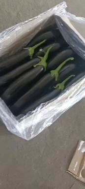 暖棚新开园绿库长茄质量一流，发财电话2024202445