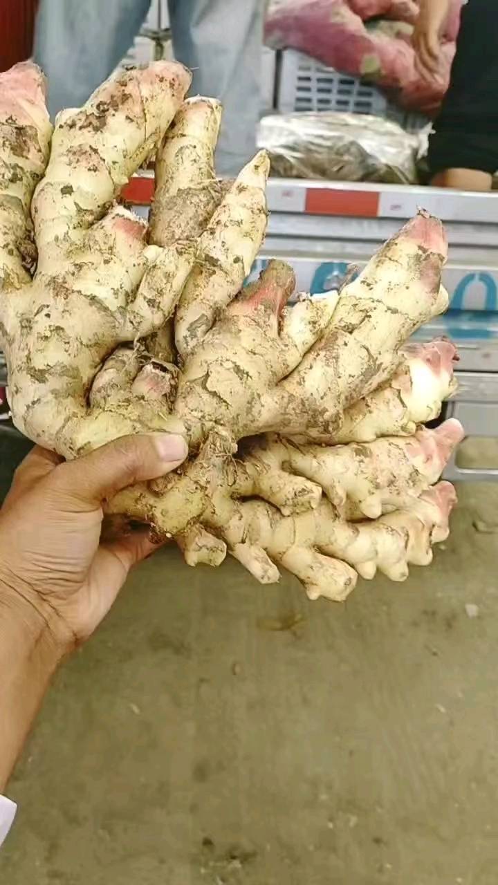 山东鲜姜大量上市，山东生姜种植基地常年供应优质大小黄姜，