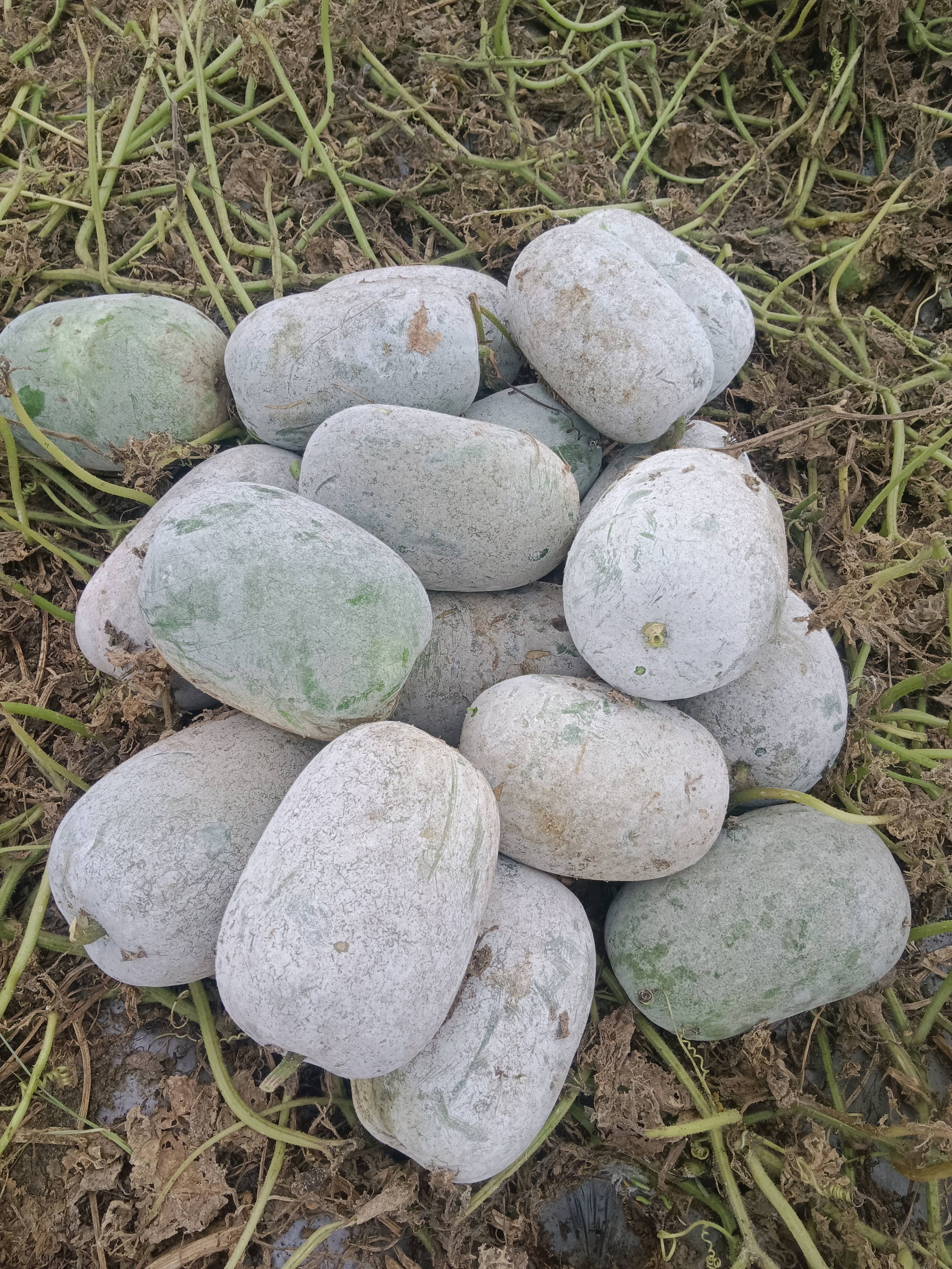 万吨精品水果冬瓜种植基地优选直供，司团结，2025378