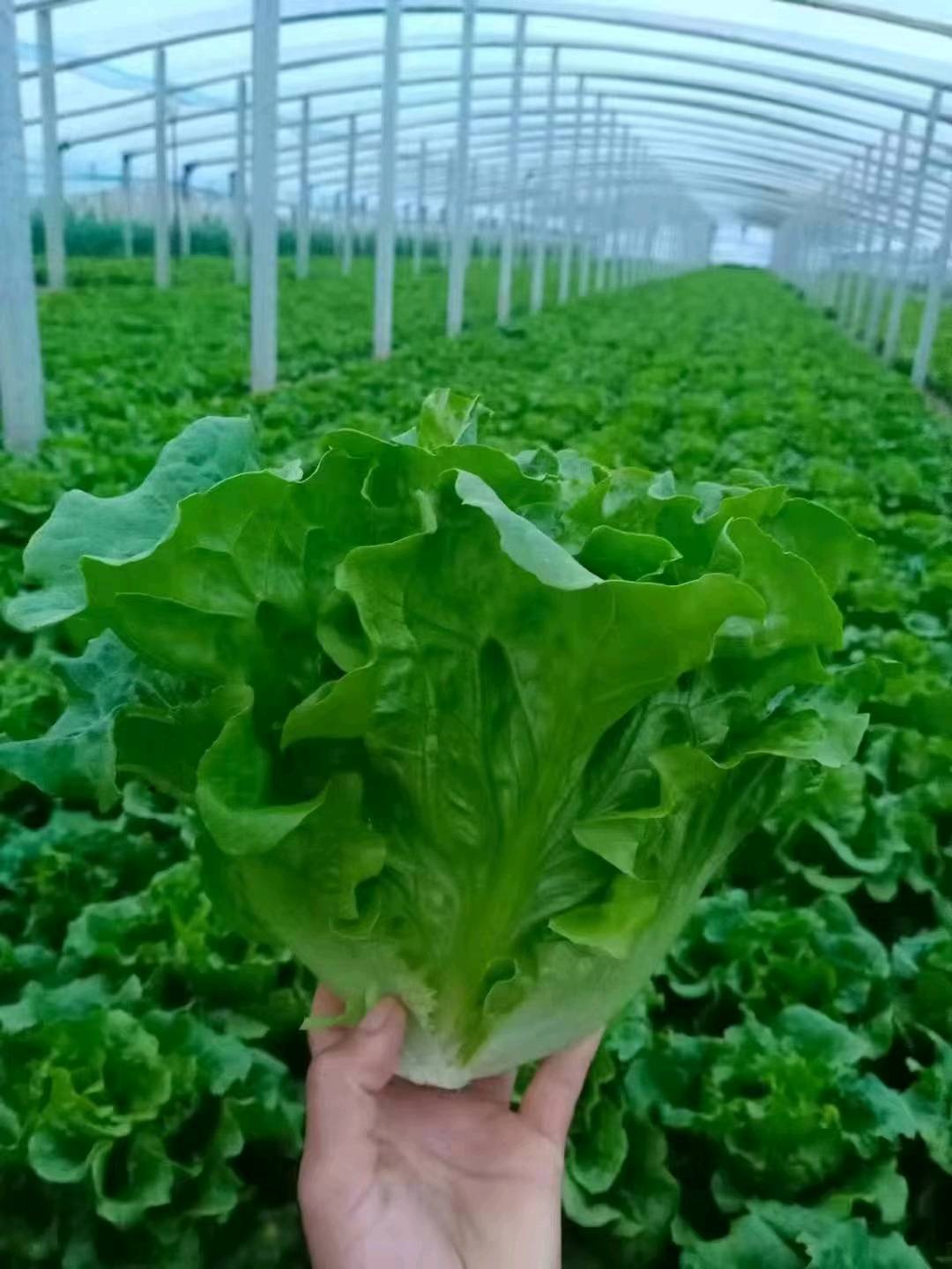 长年求购意大利生菜，可对接市场，电商，超市