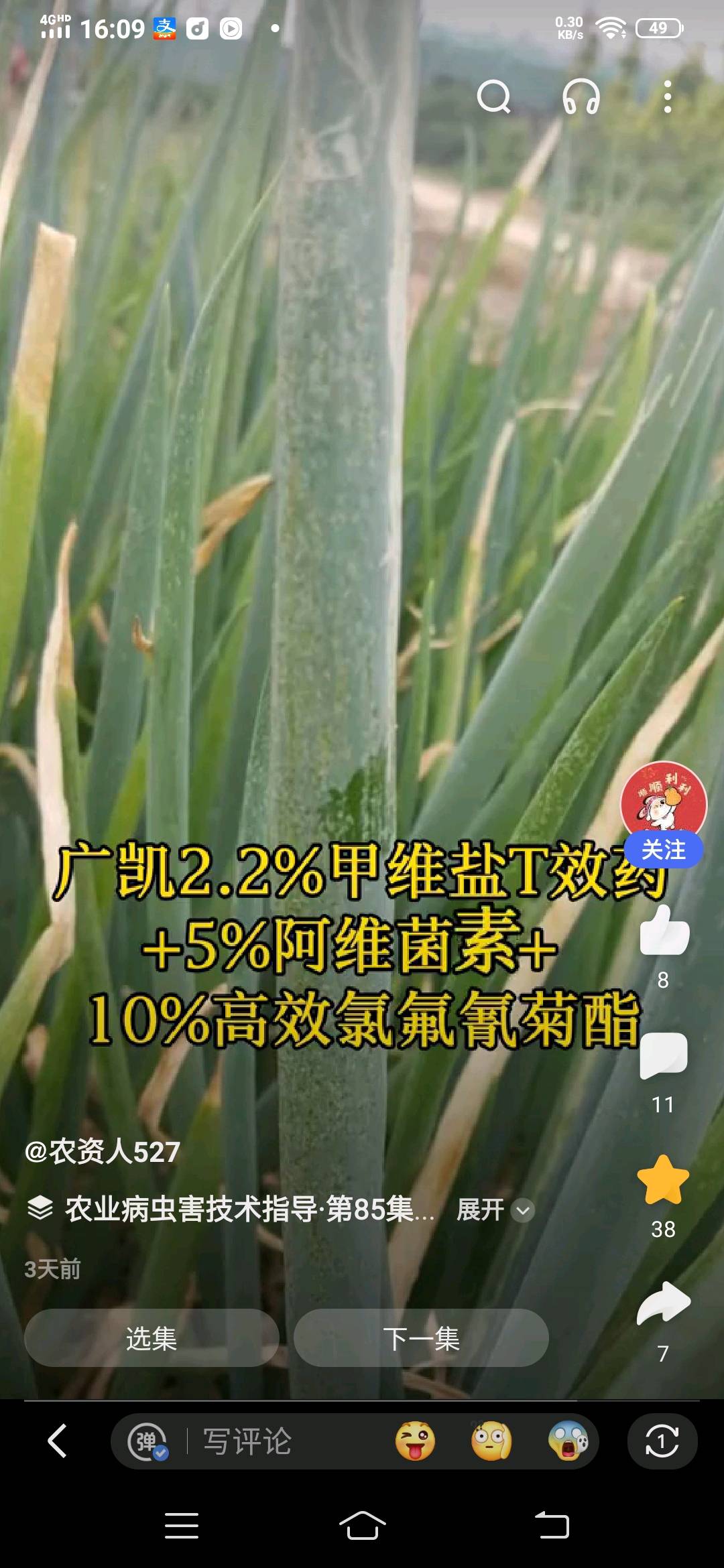 铁杆葱4万斤，河北省玉田县郑久军20242024790