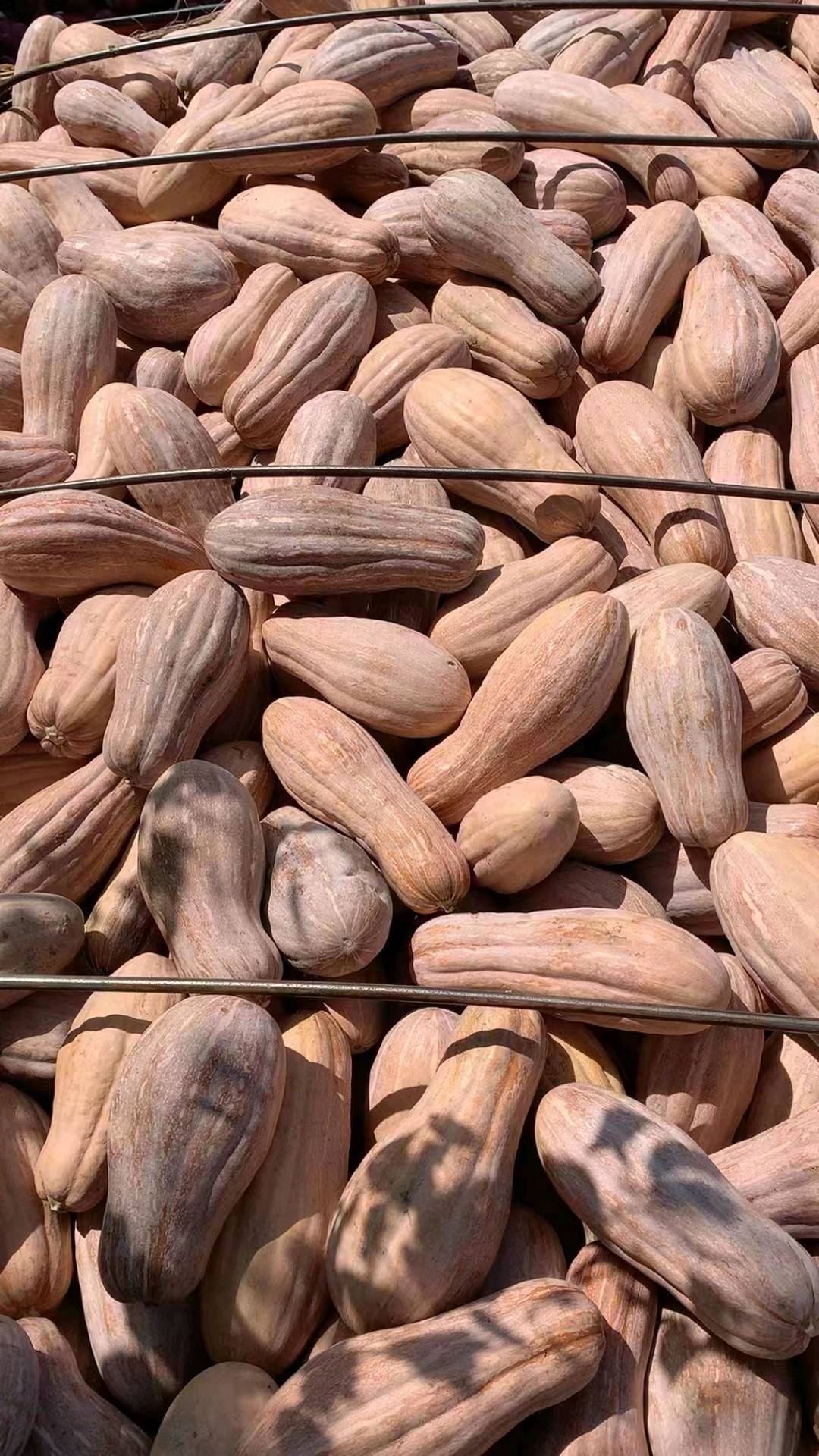 有大量成熟蜜本南瓜，量大从优