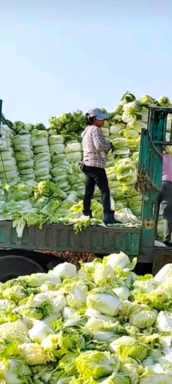 白菜便宜处理 需要联系20252025365