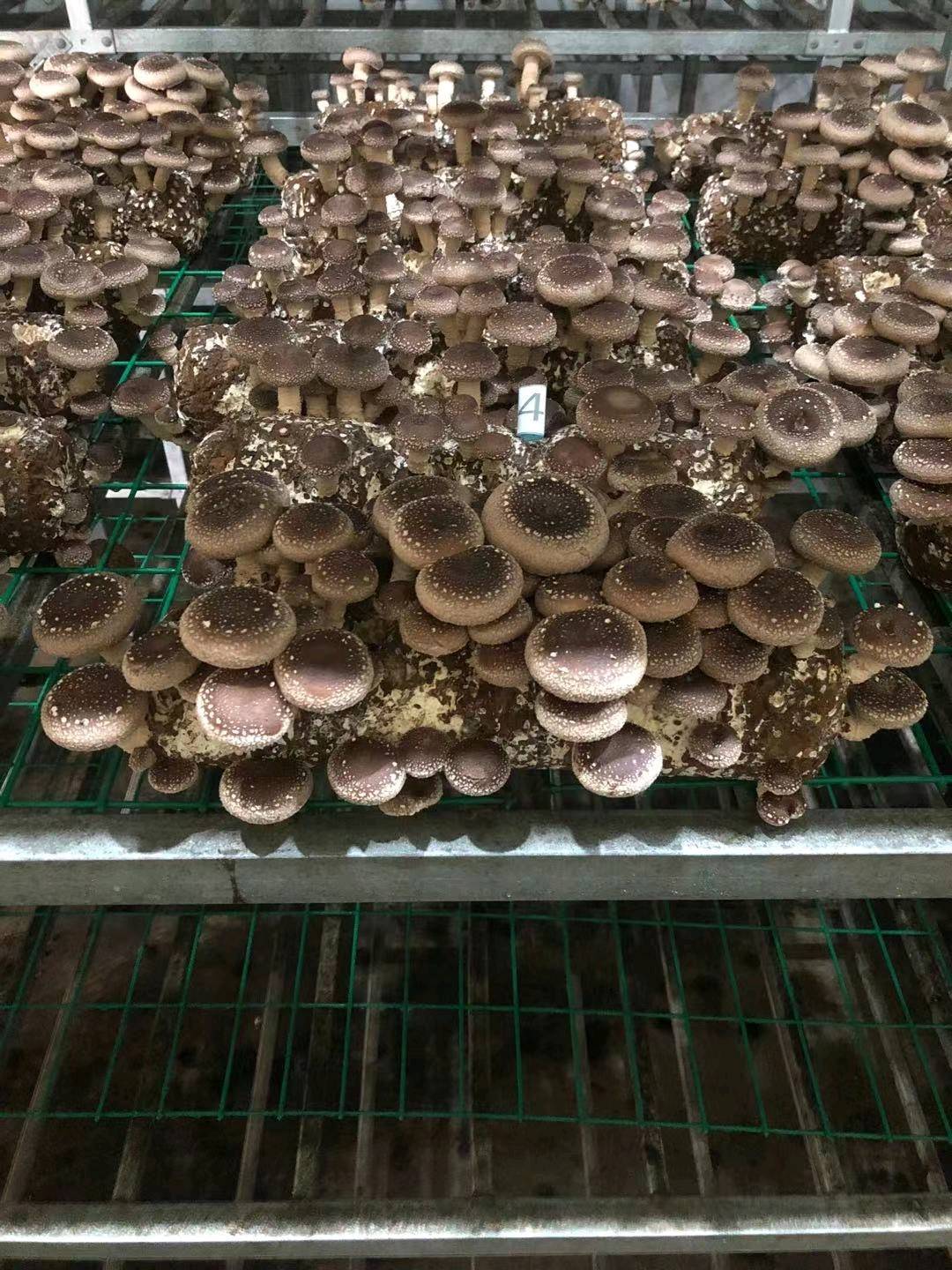 上市公司工厂化生产香菇菌棒，保质保量，免费培训养殖技术，