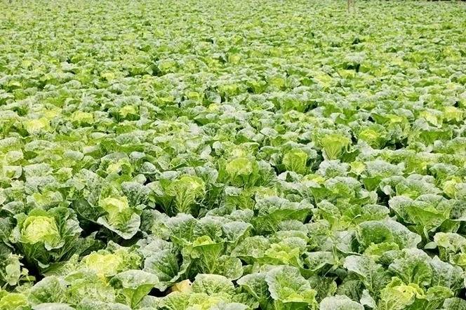 出售大量黄心大白菜，有需要的老板联系2024202409