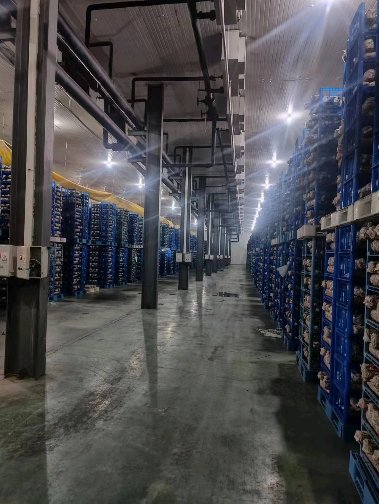 超大香菇菌棒  出口品质
40×10厘米3.5斤左右