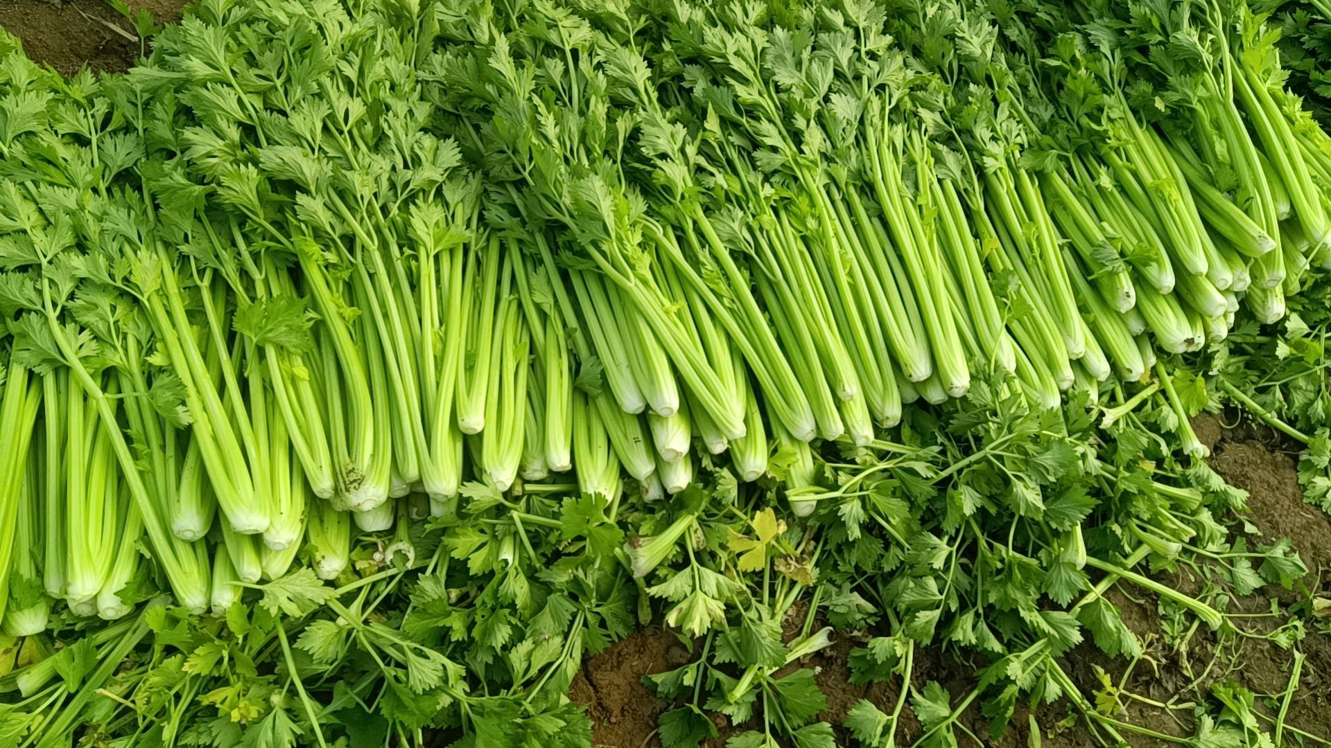 暖棚芹菜大量上市，茎叶脆绿黄亮，芹菜心嫩黄，纤维少，无病