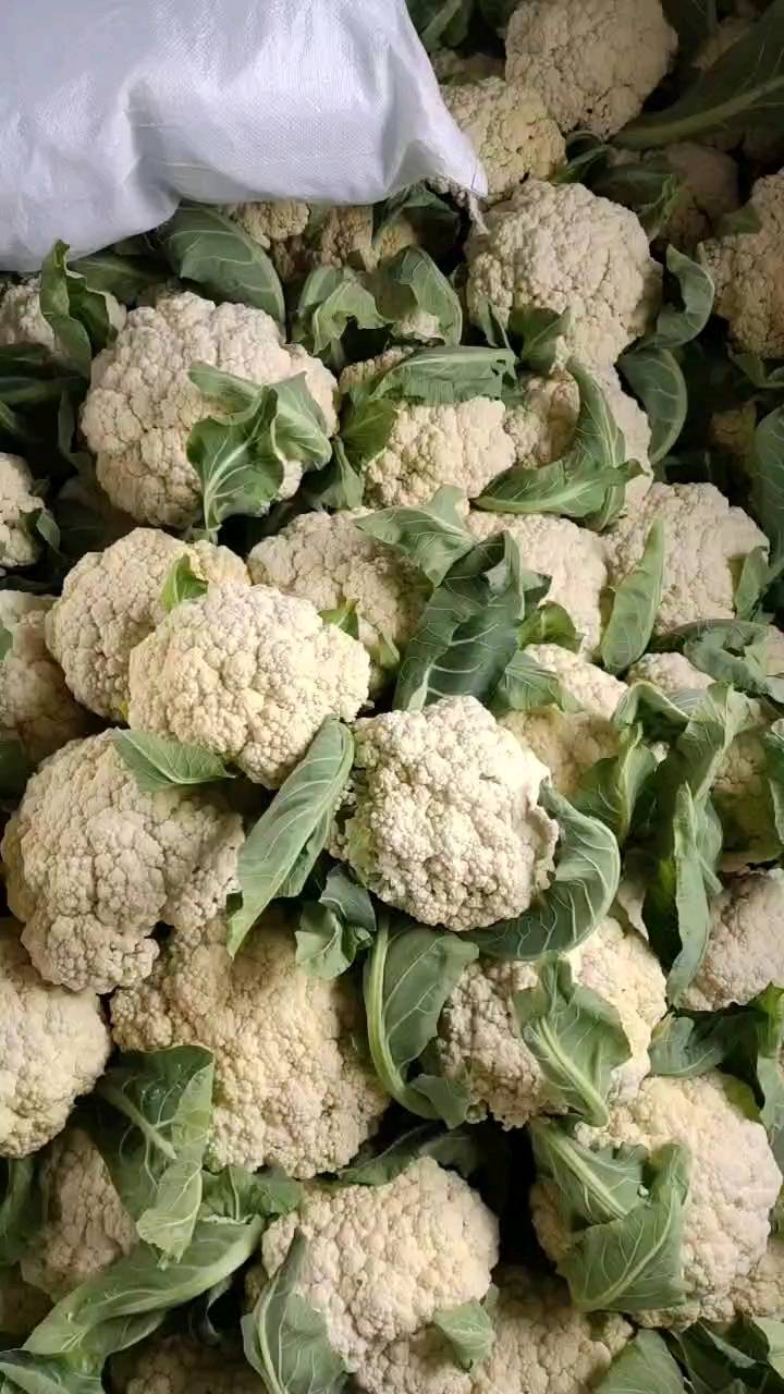 湖北天门好质量松花菜大量需要的可以联系，电话，20257