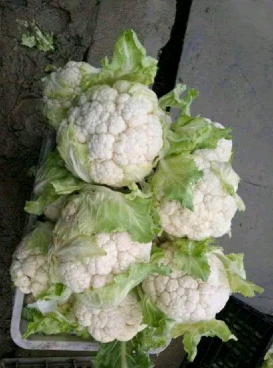 湖北天门好质量实花菜大量上市价格便宜适合加工厂，市场，电