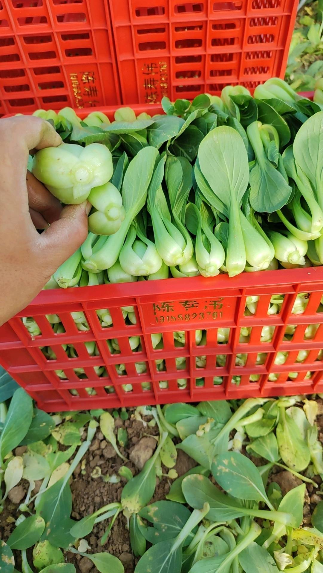上海青毛白菜