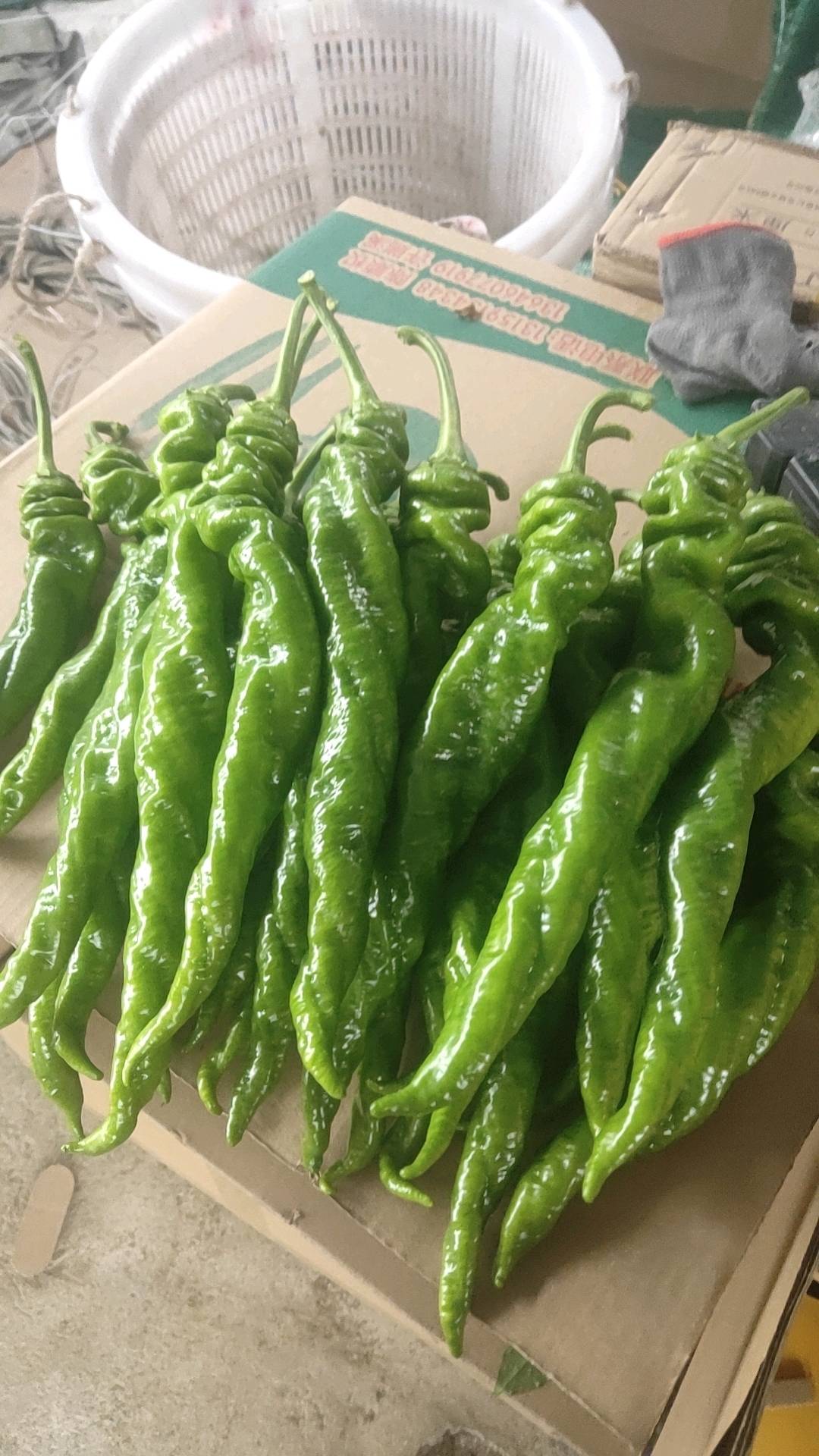 大量出售福建螺丝椒，黄皮尖椒，红泡椒