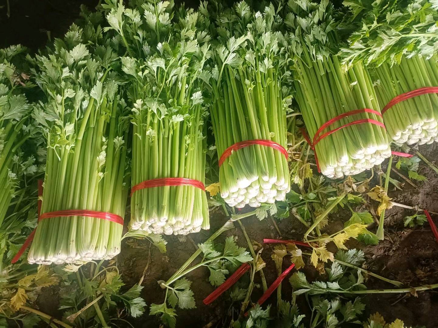 芹菜西芹金乡万亩大棚芹菜上市了！