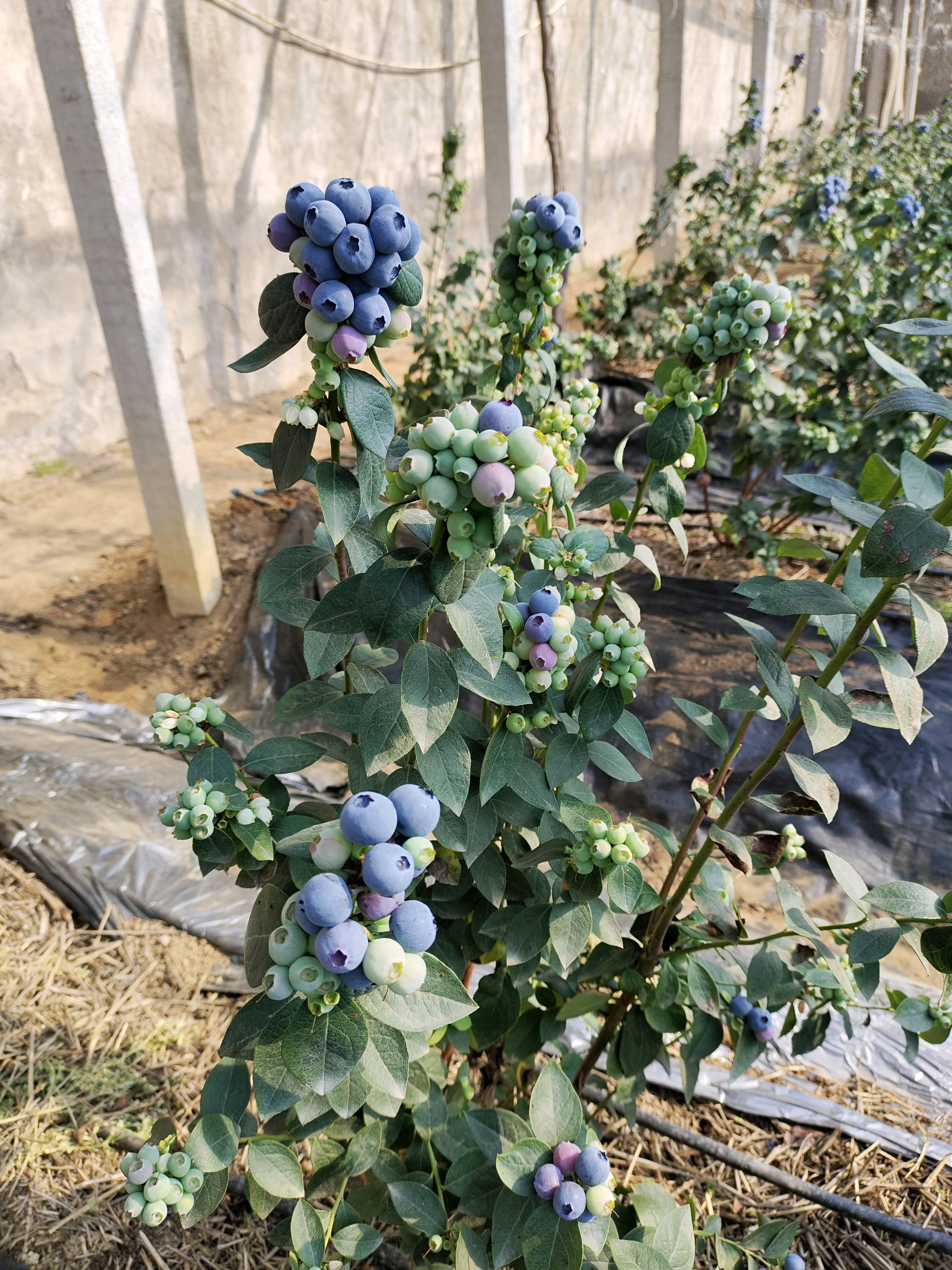 山东莒县大棚优质蓝莓上市，质量很好，价格合理，欢迎前来选