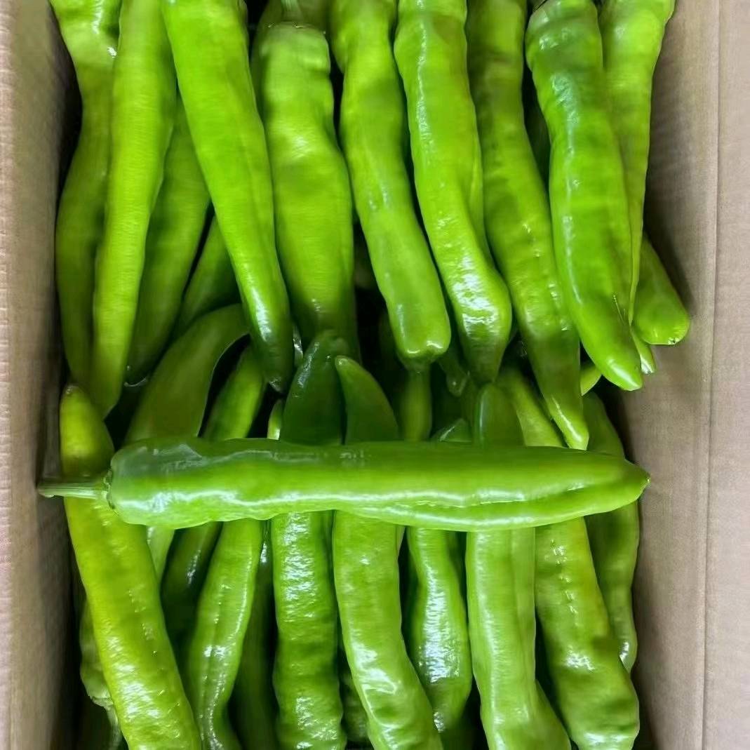 福建辣椒大量上市，有螺丝椒，黄皮尖椒，四方椒，诚信代办，