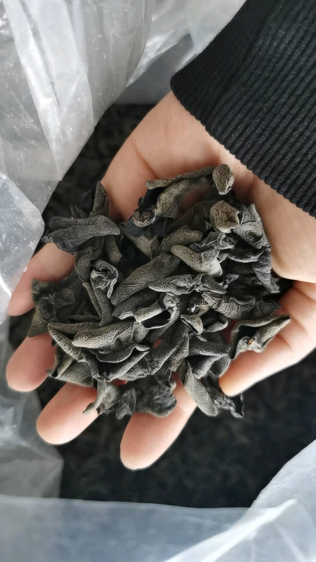木耳批发黑山25一斤产地20252025377