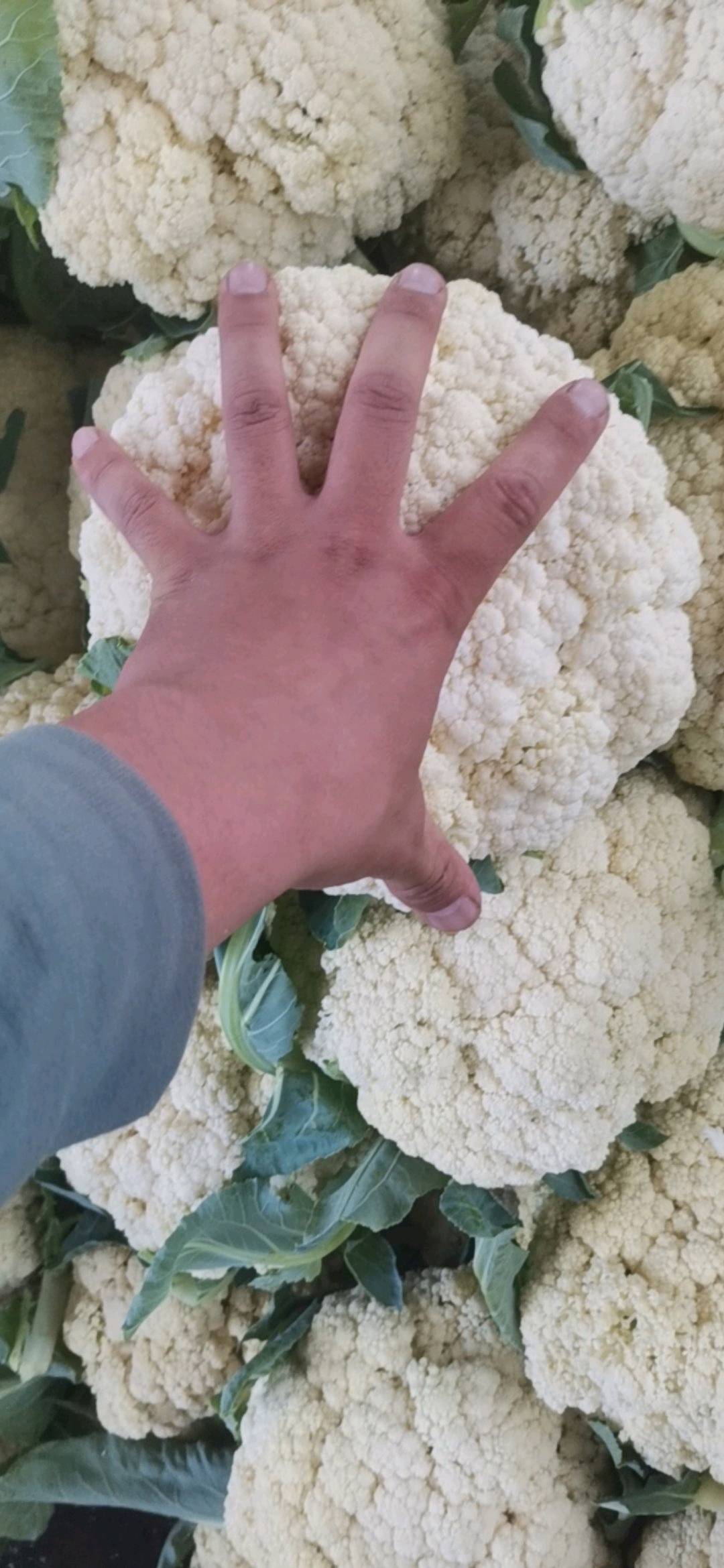 打冷花菜大量现货80品种需要的老板约1⑤三一888③28