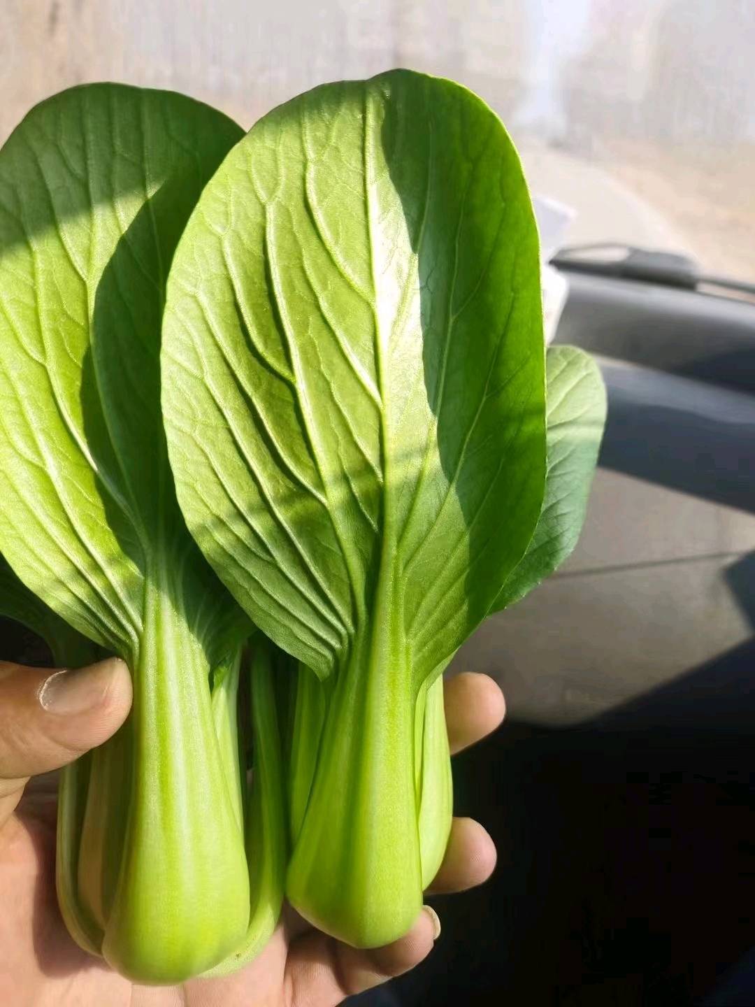 常年代办代发上海青。杭白菜。油麦菜，菠菜等各种叶菜质量保