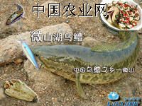 供应黑鱼苗
