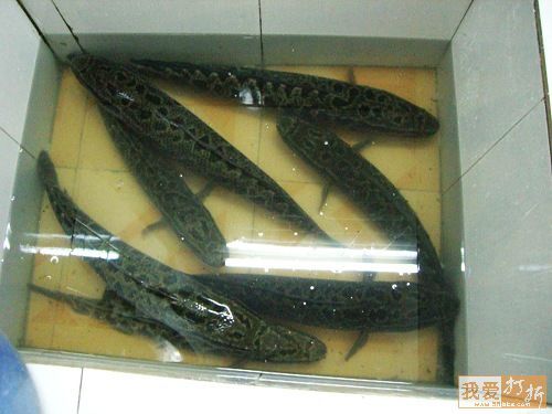 供应鲁桥小黑鱼苗100尾
