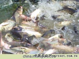 求购花鲢苗