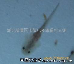 供应草鱼、花白鲢鱼苗等