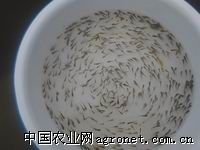 求购湖北草鱼苗