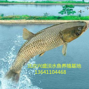 供应半斤到一斤草鱼苗