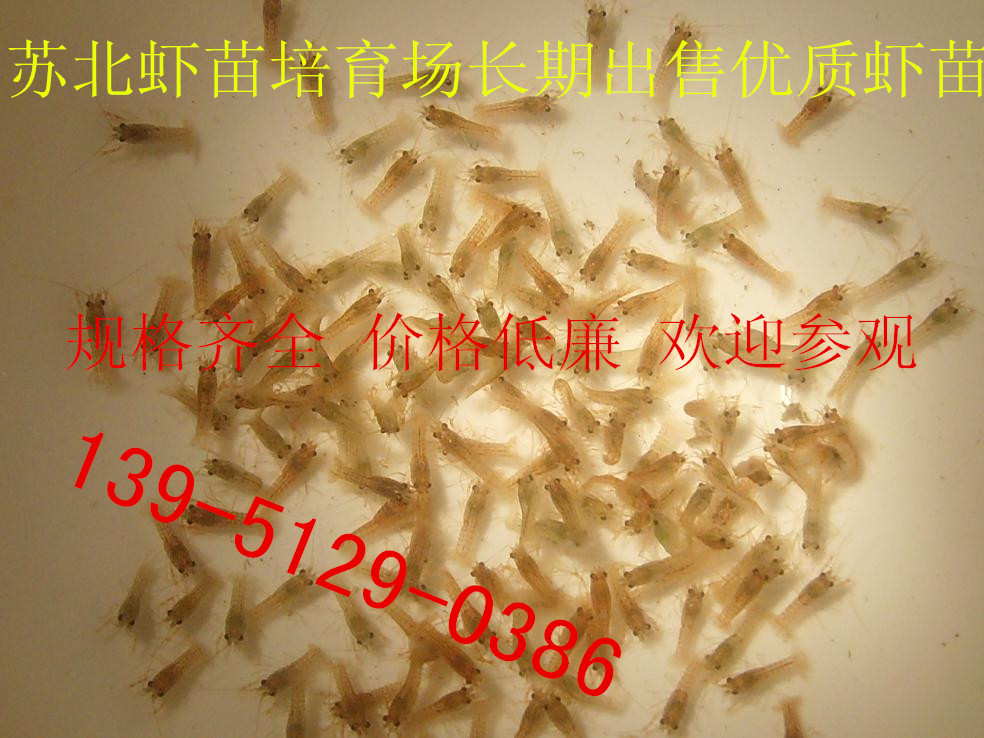供应龙虾苗