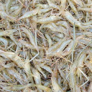 求购青虾/河虾苗