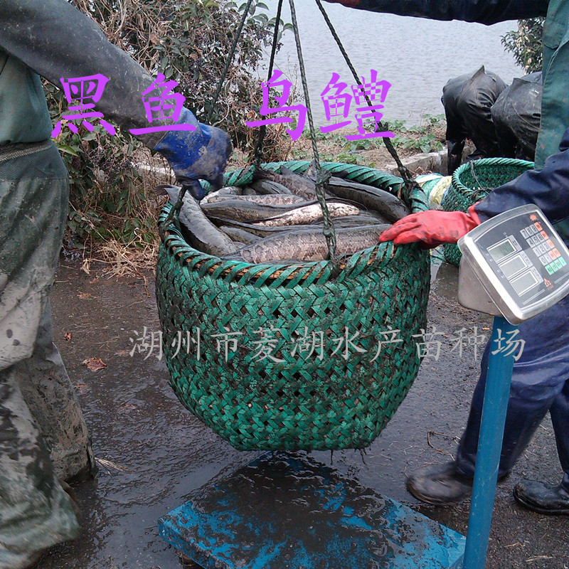 求购浙江鱼苗黑鱼苗