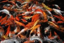 求购1-3两以上锦鲤苗