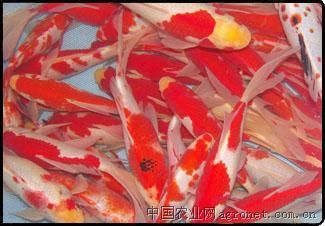 供应红鲫鱼苗