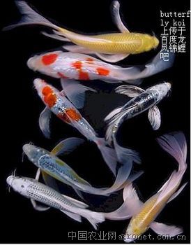 求购龙凤锦鲤