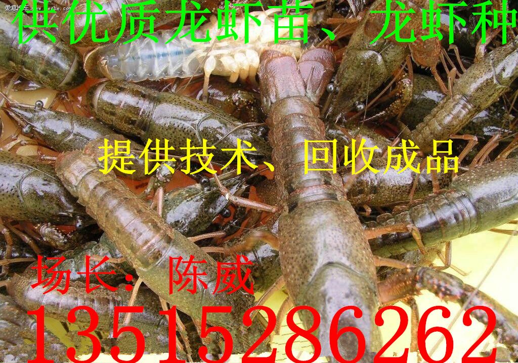 求购小龙虾苗种