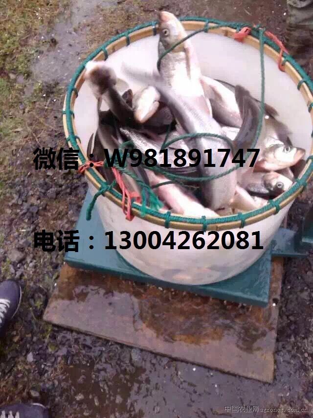 求购白条鱼