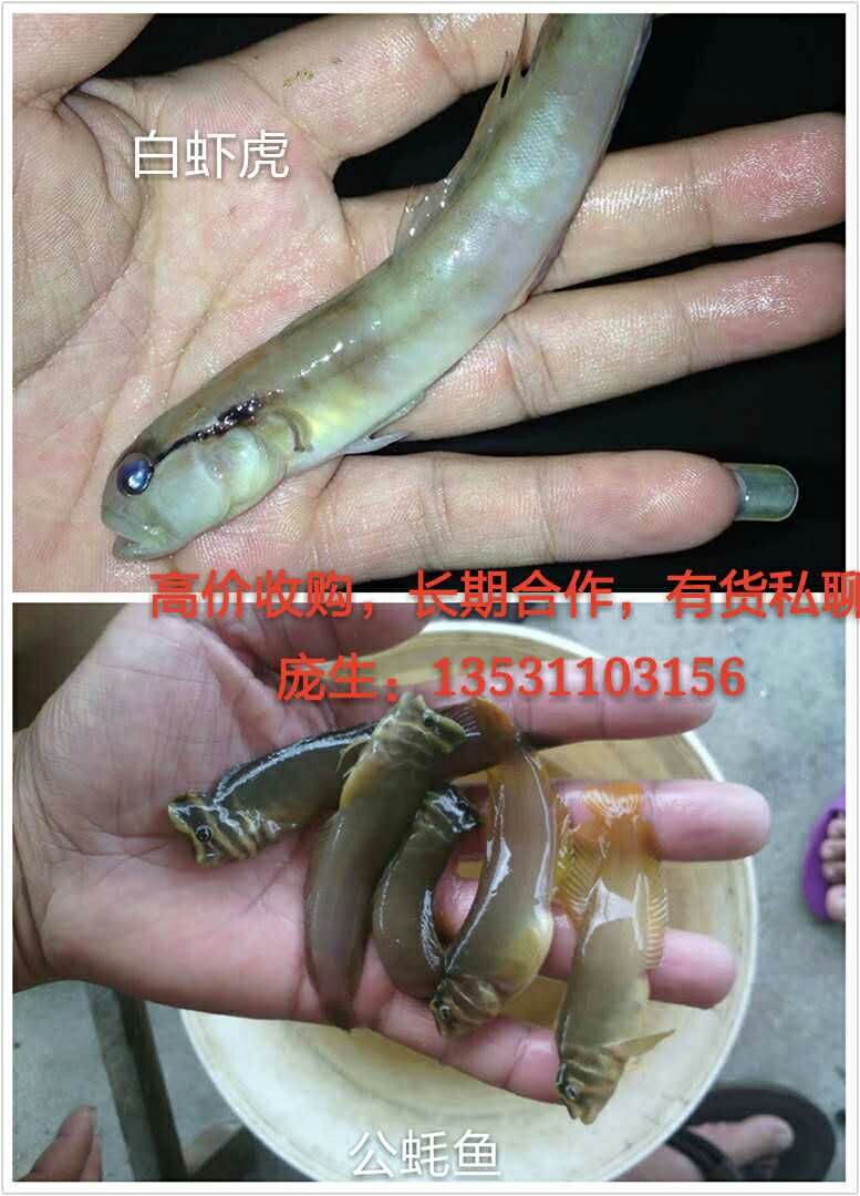 求购观赏鱼，海水观赏鱼