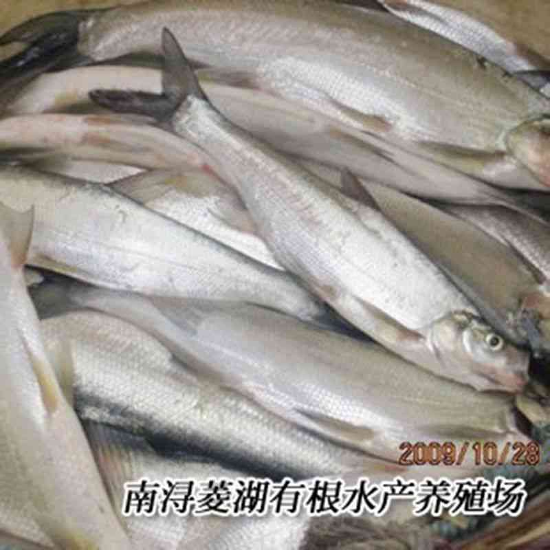 供应2-4斤成品翘嘴白鱼
