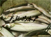 供应翘嘴白鱼