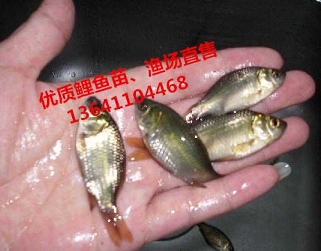 供应北京鲤鱼苗