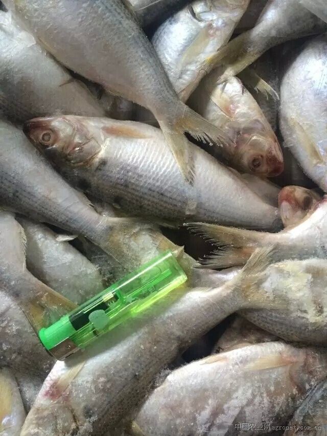 求购块冻黄鱼