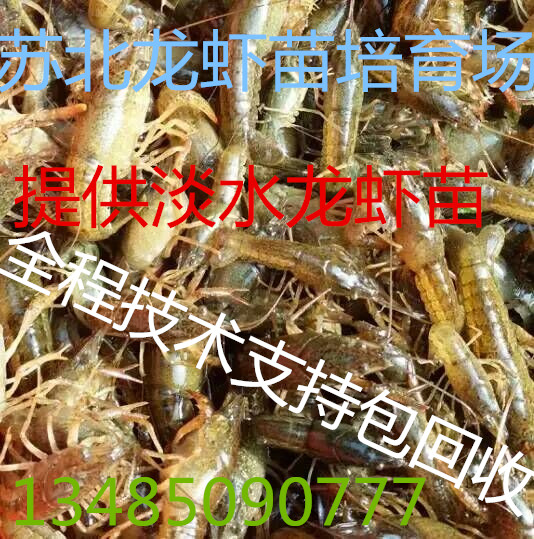 供应小龙虾苗